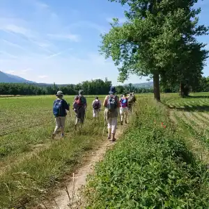 marche-douce-sante-marche-en-filliere-yenne-sentier-losne
