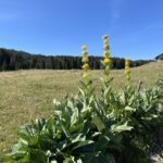 Glières, sentier découverte